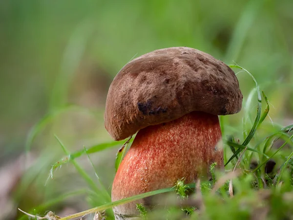 Çimlerin üzerinden süzülen bir kızılcık.