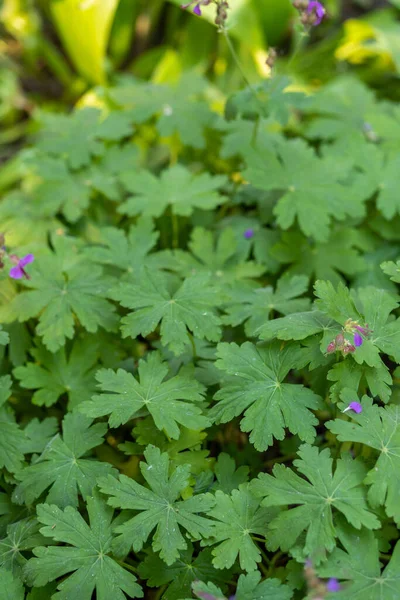 Een Verticaal Shot Van Een Geranium Plant Bush Overdag — Stockfoto