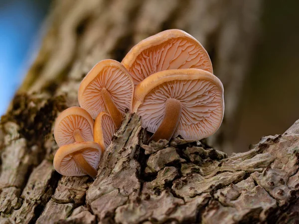 Eine Gruppe Junger Enoki Pilze Flammulina Velutipes Auf Holunder — Stockfoto