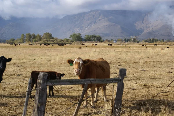 Una Vista Panorámica Del Ganado Pastando Campo Hierba Seca Contra — Foto de Stock