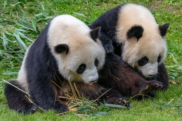 Giant Pandas Bear Pandas Baby Panda His Mother Eating Bamboo — Stock Photo, Image