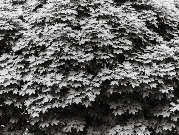 Een Grijswaarden Opname Van Een Dichte Boom — Stockfoto