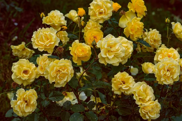 Close Rosas Amarelas Parque — Fotografia de Stock