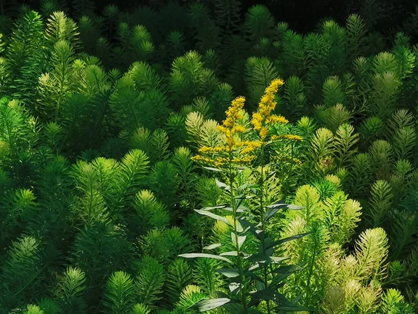 Φυτά Hornwort Πράσινα Φύλλα Και Ανθισμένα Κίτρινα Άνθη — Φωτογραφία Αρχείου