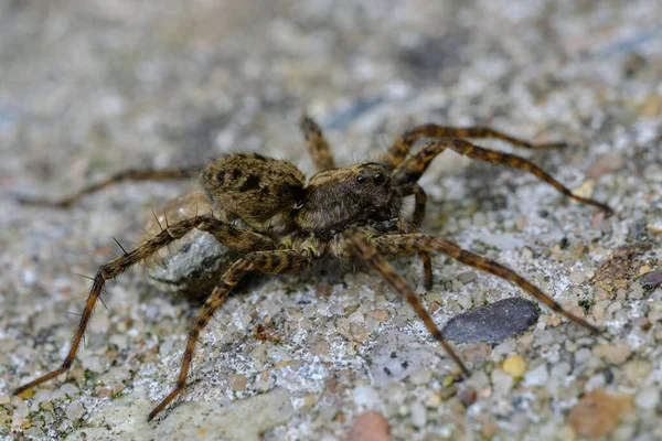 Tiro Perto Uma Aranha Lobo — Fotografia de Stock