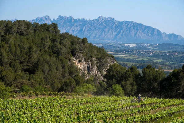 カタルーニャ州のペネデス地方のワイン産地の美しい景色スペイン — ストック写真
