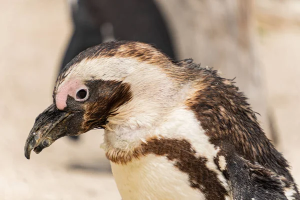 Primer Plano Pingüino Africano Mirando Lado Sobre Fondo Borroso —  Fotos de Stock