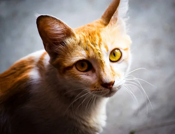 고양이의 귀여운 클로즈업 — 스톡 사진