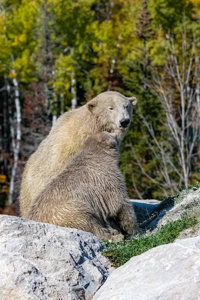 Kutup Ayıları Ormanda Annesiyle Oynayan Bir Genç — Stok fotoğraf