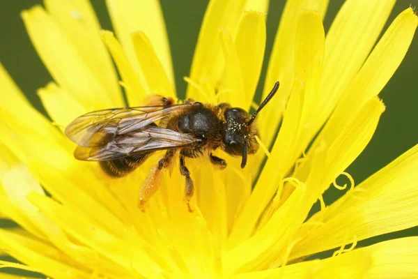 Andrena fulvago, sarı bir Crepis biennis çiçeğinin içinde çayırda oturuyor.
