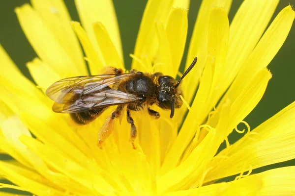 Крупный План Самки Ястребиной Бороды Шахтерской Пчелы Андрены Фулваго Сидящей — стоковое фото