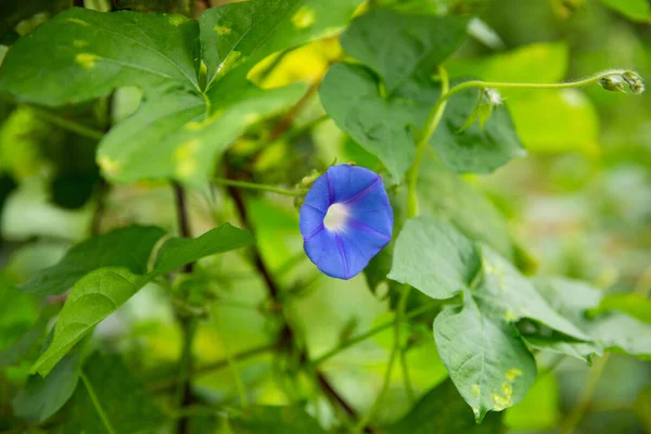 Malowniczy Widok Małego Niebieskiego Kwiatu Ipomoea Lesie Rozmytym Tle — Zdjęcie stockowe