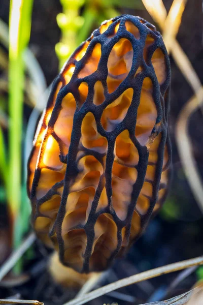 Black Morel Mushroom Grass Beautiful Light Texture — Stock Photo, Image