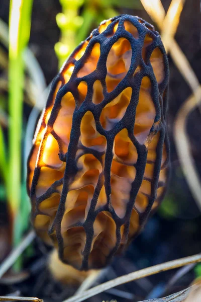 Cogumelo Preto Morel Grama Com Bela Luz Textura — Fotografia de Stock