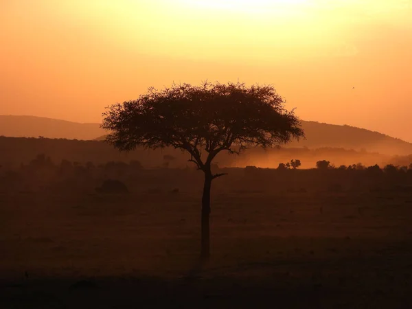 Uma Paisagem Com Árvores Montanhas Durante Pôr Sol Parque Nacional — Fotografia de Stock