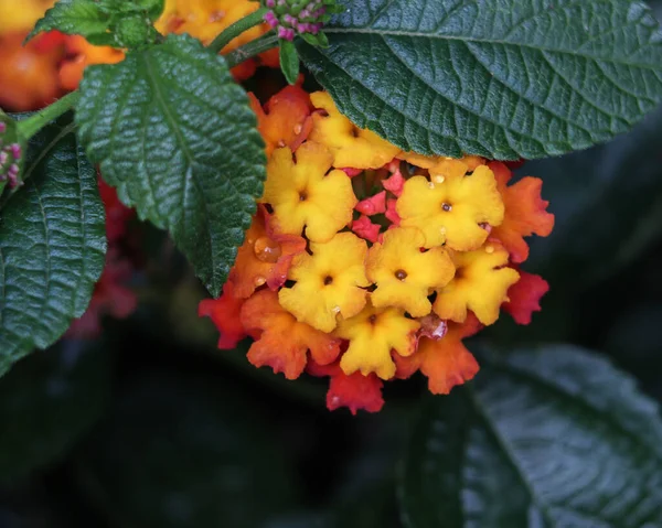 Close Flores Laranja Lantana Crescendo Jardim Sob Luz Sol Com — Fotografia de Stock