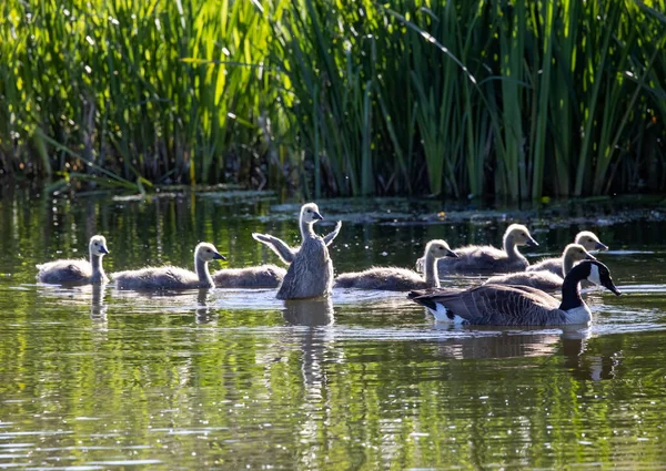 Uma Mãe Ganso Canadense Seus Filhotes Nadando Lago — Fotografia de Stock