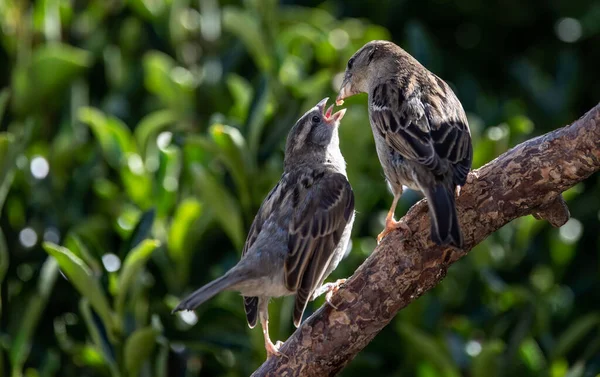 Enfoque Selectivo Adorables Gorriones Posados Una Rama Sobre Fondo Borroso — Foto de Stock