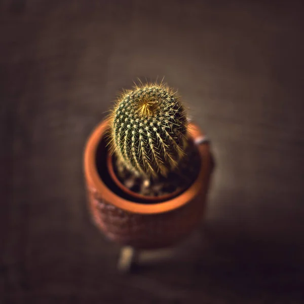 Tiro Close Uma Pequena Planta Cacto Pote Marrom — Fotografia de Stock