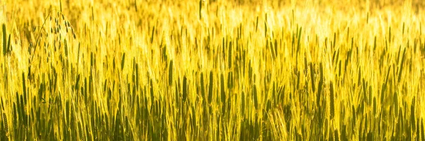 Pšeničné Pole Létě Krásné Pozadí — Stock fotografie
