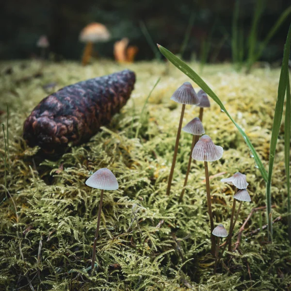 Macro Shot Mushrooms Growing Wendover Woods Buckinghamshire England — Stock Photo, Image