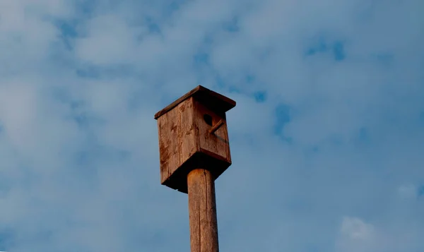 Одна Гнездовая Коробка Шесте Маленьких Птиц — стоковое фото