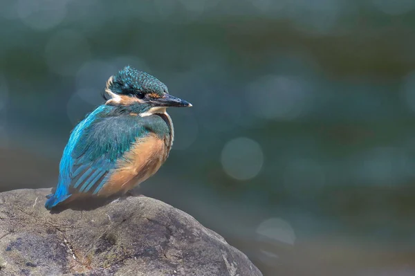 Closeup Shot Shot Kingfisher Perched Stone Blurred Background — Stock Photo, Image