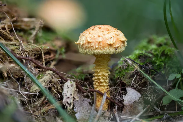 Primer Plano Pholiota Flammans Comúnmente Conocida Como Pholiota Amarilla Flameante —  Fotos de Stock