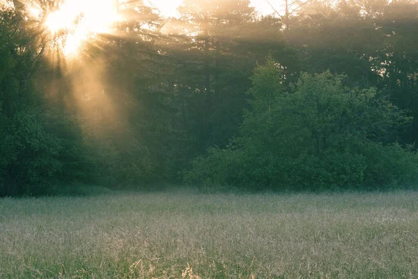 Piękny Widok Promieni Słonecznych Świecących Przez Zielone Drzewa Polu — Zdjęcie stockowe