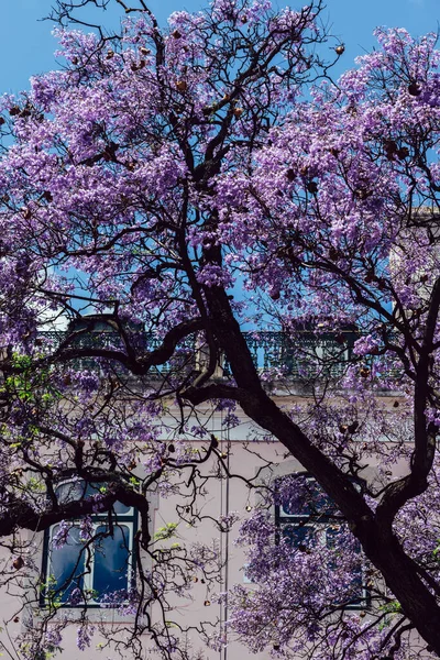 リスボンのジャカランダの住宅の前に咲くピンクの木 — ストック写真