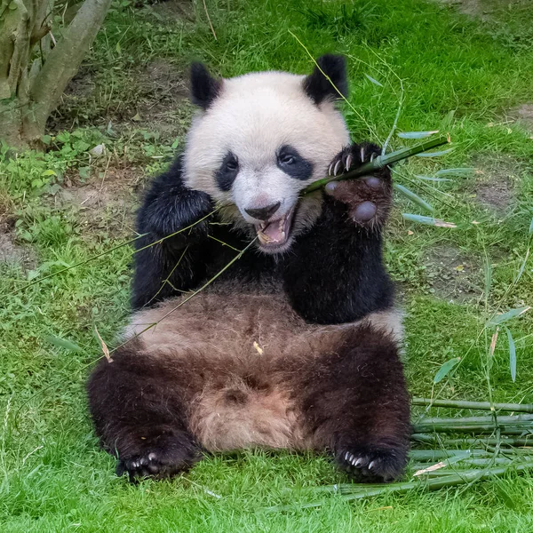 Genç Dev Panda Çimenlerde Bambu Yiyor Portre — Stok fotoğraf