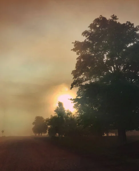 オンタリオ州カレドンの霧の多いフィールド上の木を通して輝く太陽の垂直ショット — ストック写真