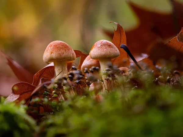 Close Dois Cogumelos Hypholoma Outono — Fotografia de Stock