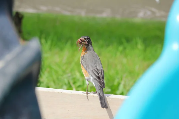 Een Amerikaanse Robin Staand Een Speeltuin Met Wormen Mond — Stockfoto