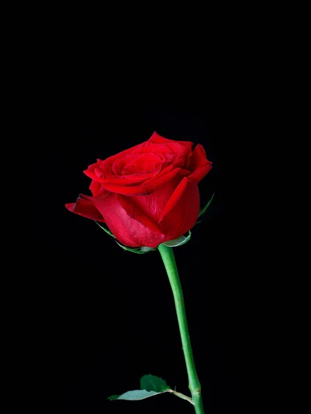 Tiro Vertical Uma Bela Rosa Vermelha Isolada Fundo Preto — Fotografia de Stock