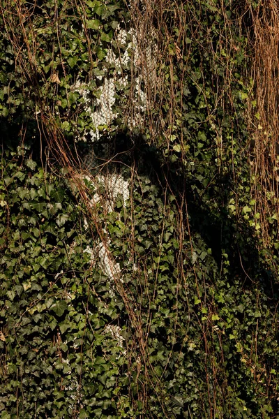 Vignes Vertes Grimpant Sur Pilier Autoroute — Photo