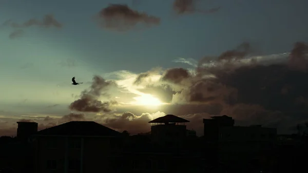 夕阳西下 一只小鸟在多云的天空中高飞的美丽景象 — 图库照片