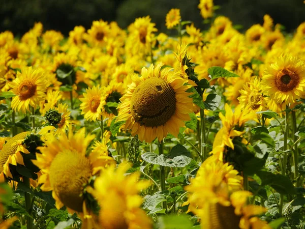 Eine Nahaufnahme Von Schönen Sonnenblumen Auf Dem Feld — Stockfoto