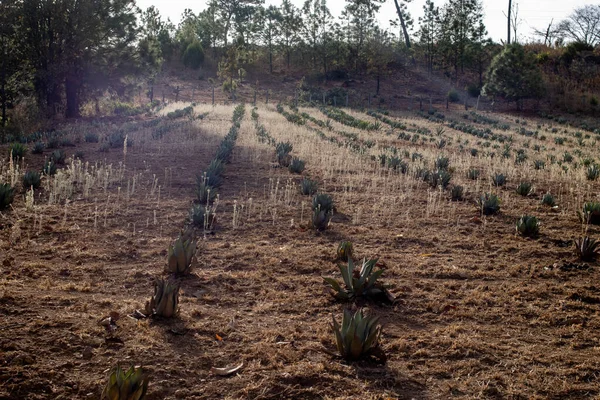 Die Maximiliana Agave Pflanzen Jalisco Mexiko — Stockfoto