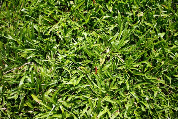 Top View Bright Green Grass Field — Stock Photo, Image