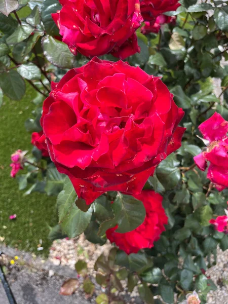 Вертикальный Крупный План Красных Гибридных Чайных Роз Саду — стоковое фото