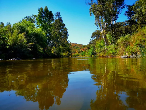 昼間の池に映る木々の美しいショット — ストック写真
