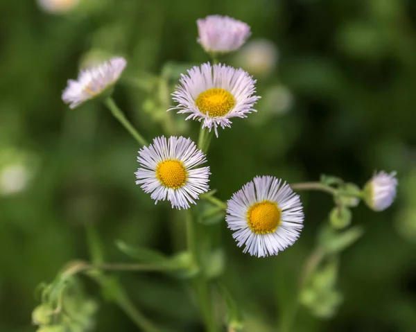 Eine Schöne Aufnahme Kleinformatiger Philadelphia Blumen Einem Sonnigen Tag Einem — Stockfoto
