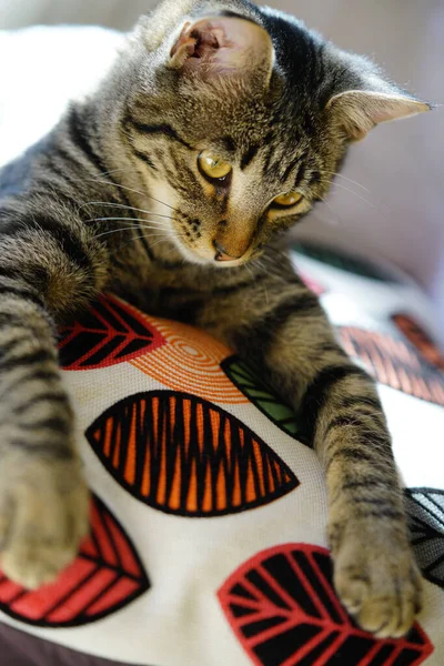 一只灰色的猫躺在枕头上的一张垂直的照片 — 图库照片
