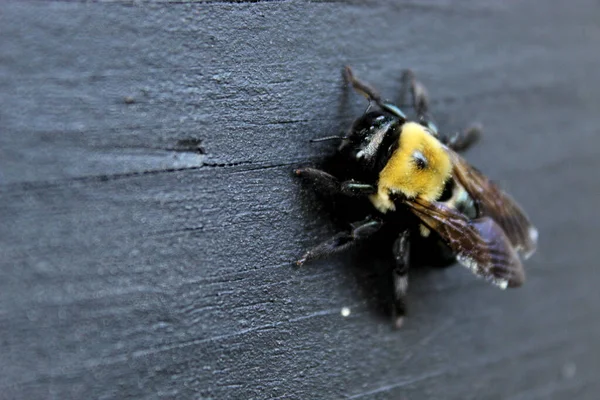 Siyah ahşap bir yüzeye tünemiş bir arı makro görüntüsü.