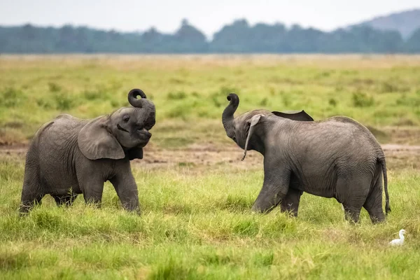 Deux Jeunes Éléphants Jouant Dans Troupeau Des Animaux Drôles Dans — Photo