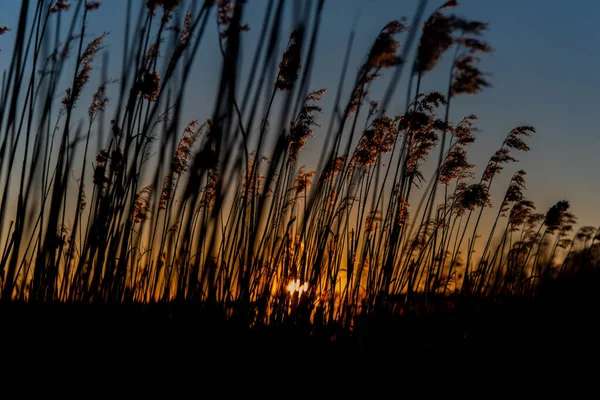 背景に日没の一般的な葦の草のクローズアップショット — ストック写真