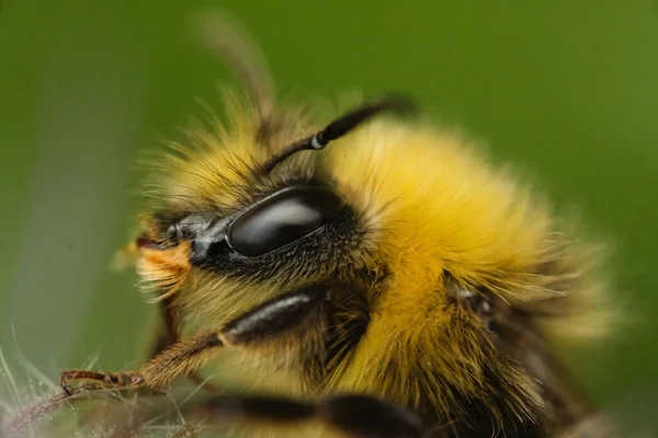 Eine Nahaufnahme Einer Hummel Auf Verschwommenem Grünem Hintergrund — Stockfoto