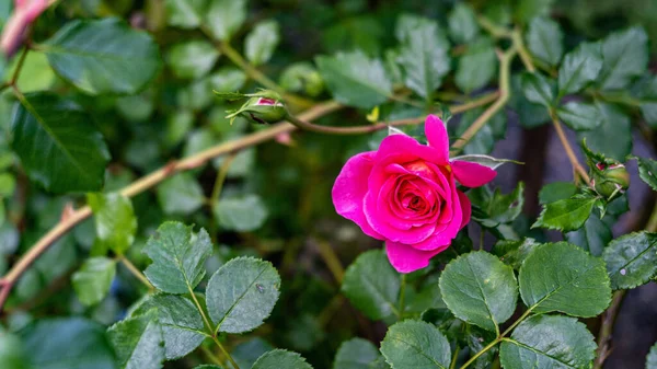 Bahçedeki çalıların üzerinde pembe bir güle yakın plan.