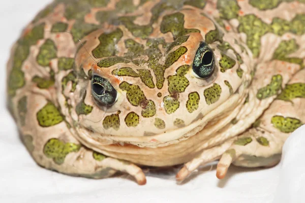 Big Ugly Frog Common European Toad Bufo — Stock Photo, Image